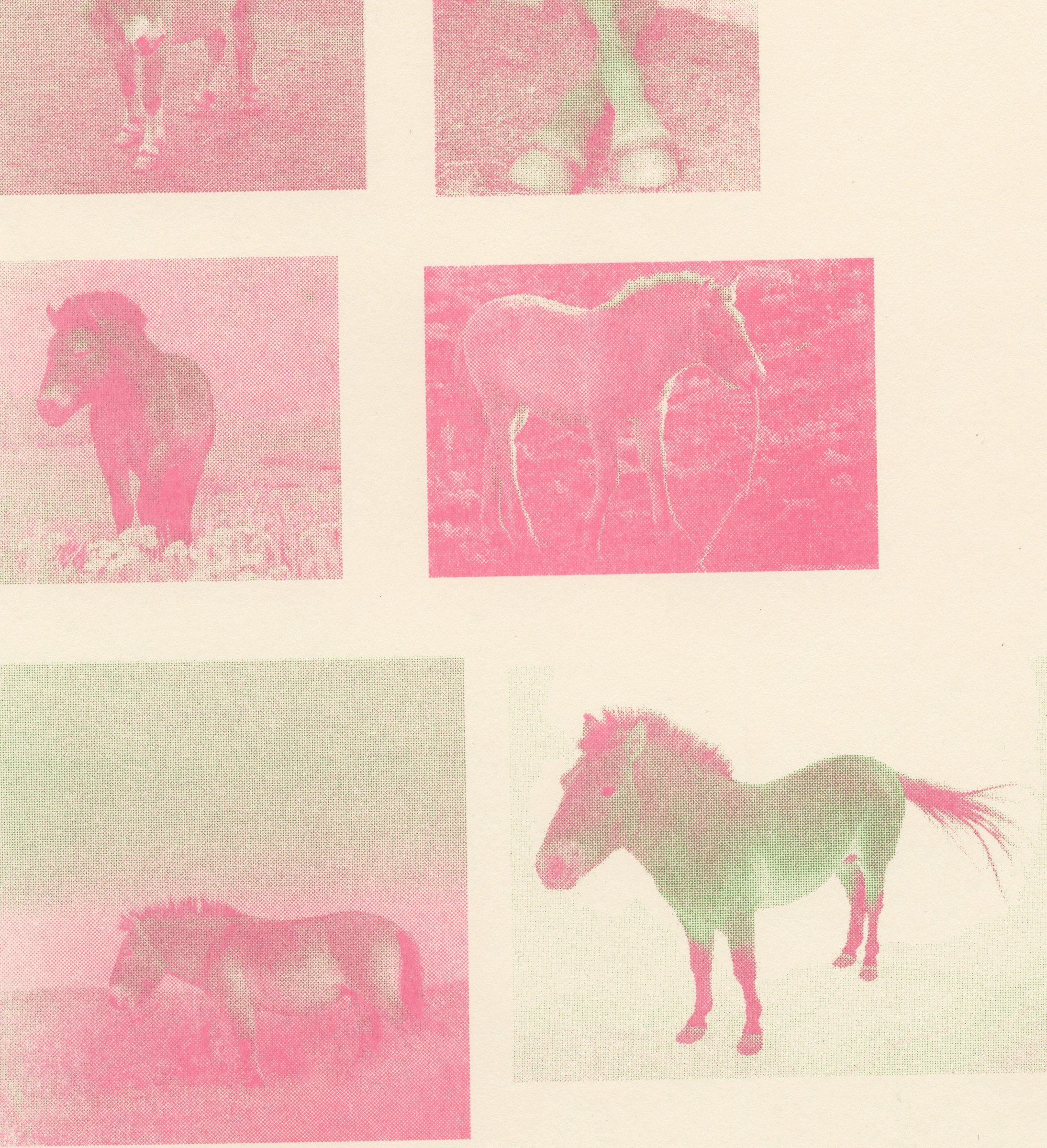 Pink Prewazalski Horses